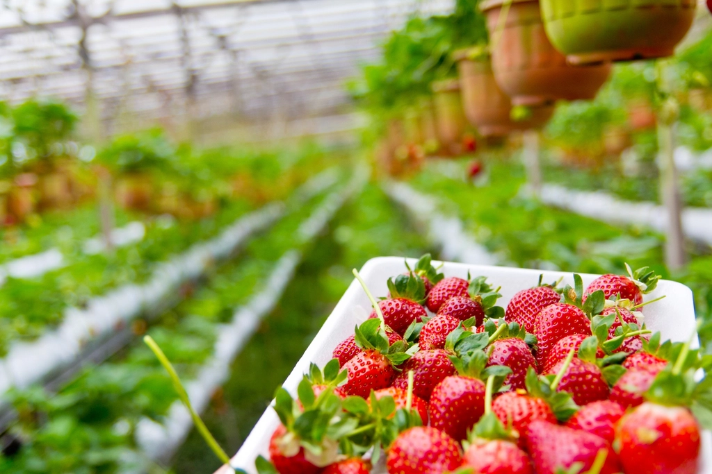 Free fresh strawberry field image